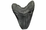 Fossil Megalodon Tooth - South Carolina #328768-2